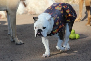 Zen Dogs Chicago Pack Allie