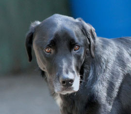 Zen Dogs Chicago Pack Bailey