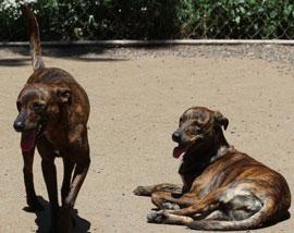 Zen Dogs Chicago Pack Beau and Ziggy