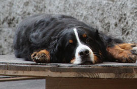 Zen Dogs Chicago Pack Boomer