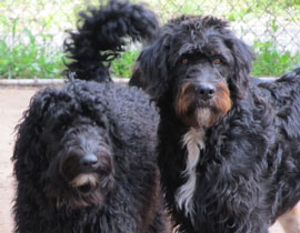 Zen Dogs Chicago Pack Bug and Moose