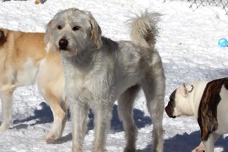 Zen Dogs Chicago Pack Butter