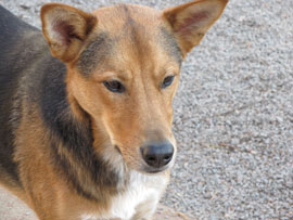 Zen Dogs Chicago Pack Carter