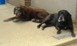 Zen Dogs Chicago Pack Casey and Finley