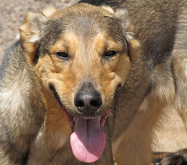 Zen Dogs Chicago Pack Charlie