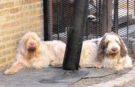 Zen Dogs Chicago Pack