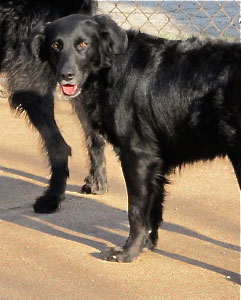 Zen Dogs Chicago Pack CJ