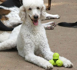 Zen Dogs Chicago Pack Cosmo