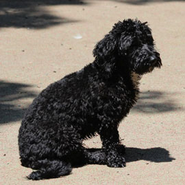 Zen Dogs Chicago Pack Duncan 1