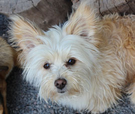 Zen Dogs Chicago Pack Duncan