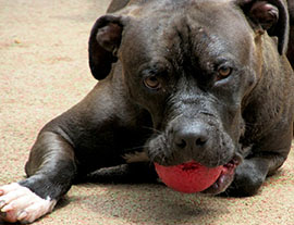 Zen Dogs Chicago Pack El Toro