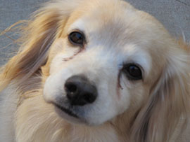 Zen Dogs Chicago Pack Emmett