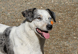 Zen Dogs Chicago Pack Fergus