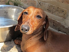 Zen Dogs Chicago Pack George