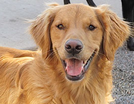 Zen Dogs Chicago Pack Gus