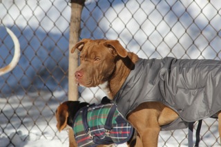 Zen Dogs Chicago Pack Guthrie