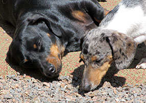 Zen Dogs Chicago Pack Henry and Cooper