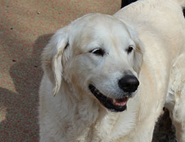 Zen Dogs Chicago Pack