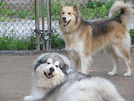 Zen Dogs Chicago Pack Ikkuma and Lakota