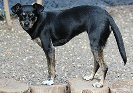 Zen Dogs Chicago Pack Ivy