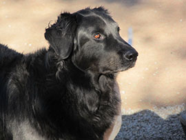 Zen Dogs Chicago Pack