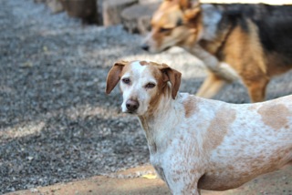 Zen Dogs Chicago Pack Jenna