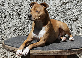 Zen Dogs Chicago Pack Kams