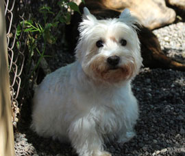 Zen Dogs Chicago Pack Kaya