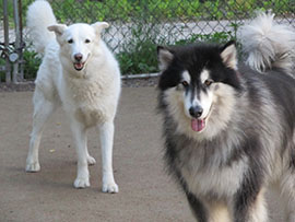 Zen Dogs Chicago Pack Kenai and Amarok