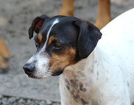 Zen Dogs Chicago Pack Knuckles