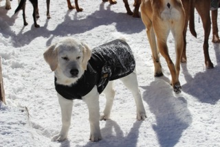 Zen Dogs Chicago Pack Kona