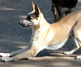 Zen Dogs Chicago Pack Leland