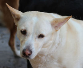 Zen Dogs Chicago Pack Lilly G