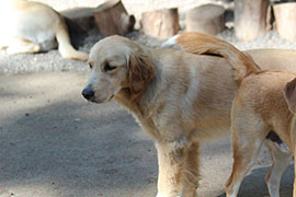 Zen Dogs Chicago Pack Lily