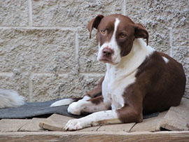 Zen Dogs Chicago Pack Lottie