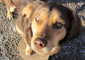 Zen Dogs Chicago Pack Lucy