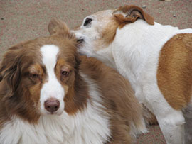 Zen Dogs Chicago Pack Lulu and Oner