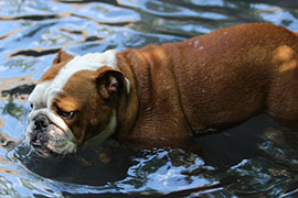 Zen Dogs Chicago Pack Mabel