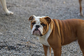 Zen Dogs Chicago Pack Maddie