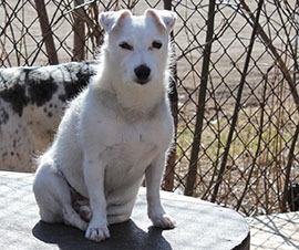 Zen Dogs Chicago Pack Maggie