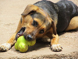 Zen Dogs Chicago Pack Matty