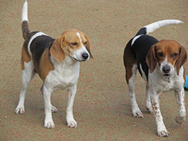 Zen Dogs Chicago Pack Maya and Macy