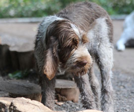 Zen Dogs chicago Mickey