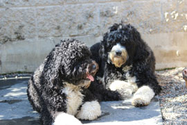 Zen Dogs Chicago Pack Olive and Charlie