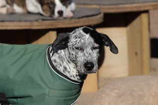 Zen Dogs Chicago Pack Oliver