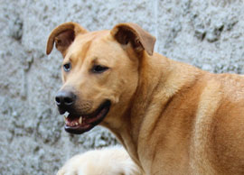 Zen Dogs Chicago Pack Oliver