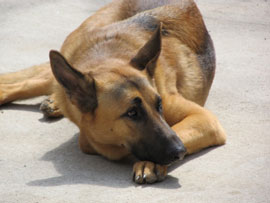 Zen Dogs Chicago Pack Oskar