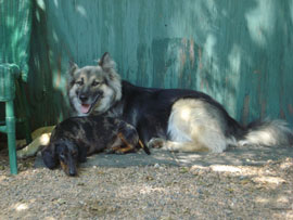 Zen Dogs Chicago Pack Pal and Che