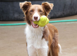 Zen Dogs Chicago Pack Parker