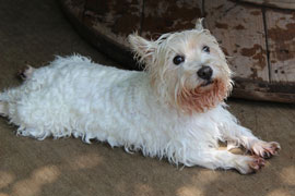 Zen Dogs Chicago Pack Polly